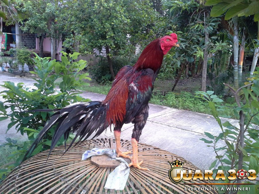 Kenali Ciri Ciri Ayam Bangkok