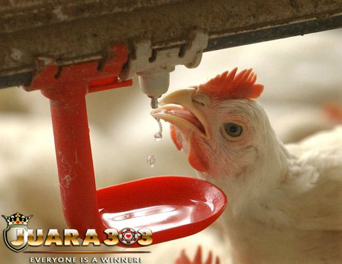 Manfaat Pemberian Air Sewaktu Laga Sabung Ayam