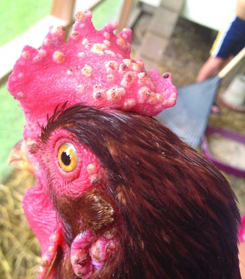 Penyakit Ayam Aduan yang di Sebabkan oleh Virus