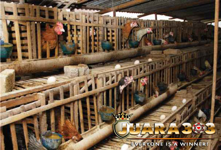 Cara Mudah Ternak Ayam Bangkok bagi Pemula