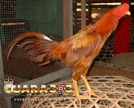 Warna Bulu Ayam Aduan Bangkok yang Paling Populer