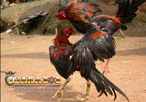 Memilih Ayam Bangkok Berdasarkan Pukulan - Sabung Ayam Online
