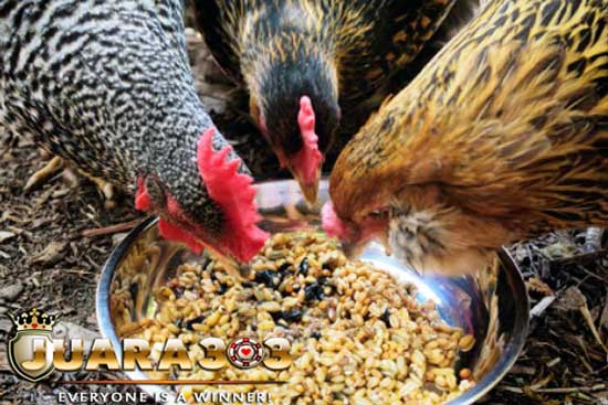 Si Kecil Gabah yang Banyak Manfaat untuk Ayam Aduan