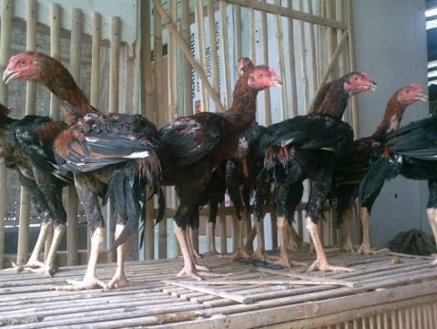 Perawatan Ayam Bangkok