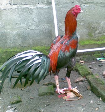 Karakter Utama Ayam Bangkok Super
