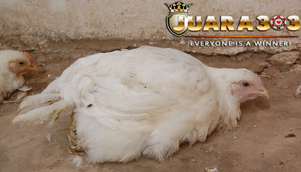 penyakit gumboro pada ayam aduan - Sabung Ayam Online