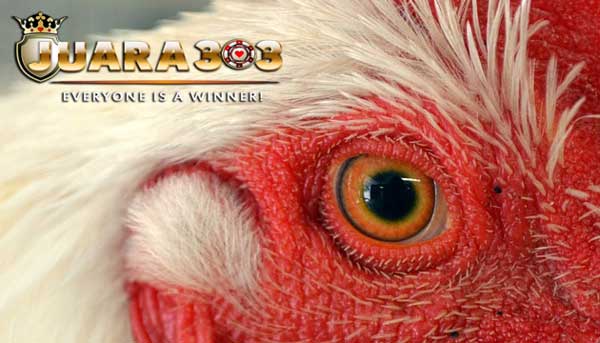 cara ampuh untuk mengobati luka mata pada ayam bangkok aduan - sabung ayam online