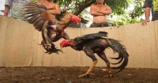 Kekuatan Utama Ayam Bangkok