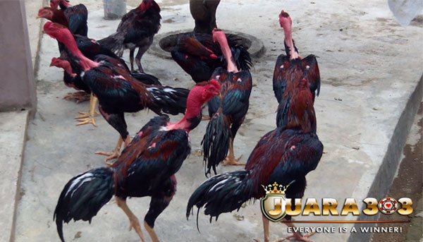 kelebihan dan kekurangan ayam laga Vietnam - sabung ayam online