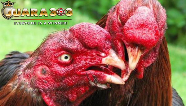 beberapa kesalahan dalam merawat ayam bangkok aduan - sabung ayam online