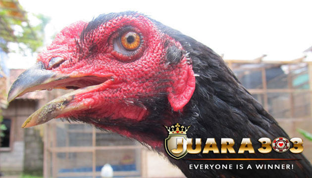ciri kepala dan mata ayam bangkok aduan kualitas juara - sabung ayam online