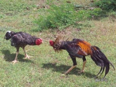 7 Ciri Utama Ayam Bangkok