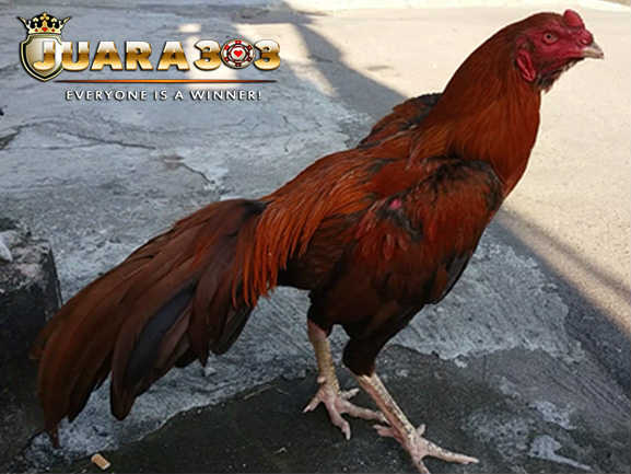 Ciri-Ciri Ayam Bangkok