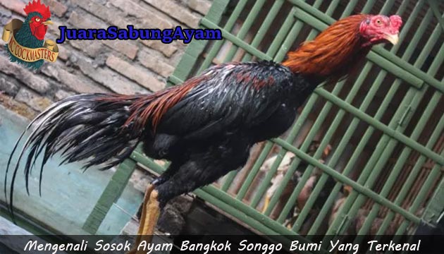 Sosok Ayam Bangkok Songgo
