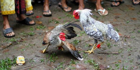 Keunggulan Ayam Aduan Brazil