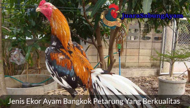 Jenis Ekor Ayam Bangkok