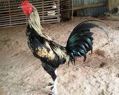 Ayam Birma Raja Petarung