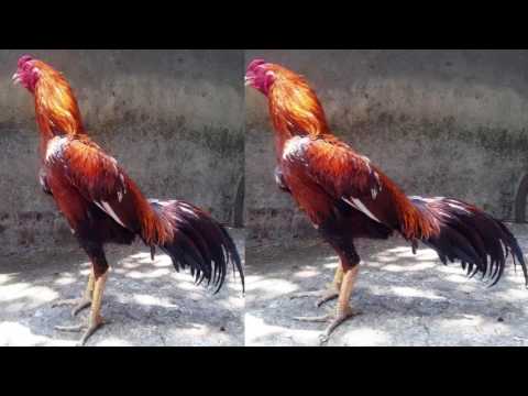 Ayam Koygon Penakluk Ayam