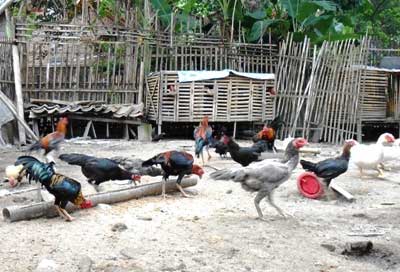 Persiapan Beternak Ayam Bangkok