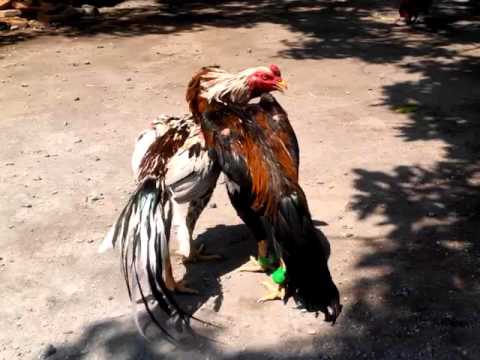 Latihan Ayam Bangkok Muda