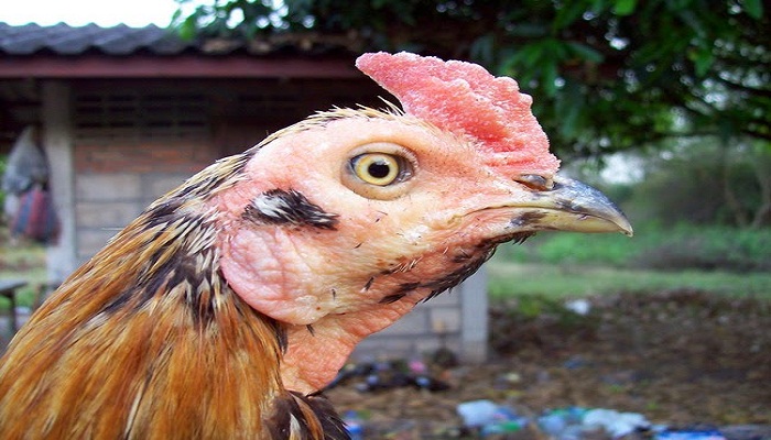 Penyebab Ayam Bangkok Pucat