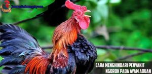 cara menghindari penyakit ngorok pada ayam aduan