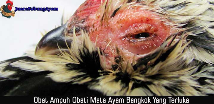 Obat Ampuh Obati Mata Ayam Bangkok Yang Terluka