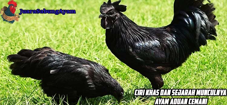 Ciri Khas Dan Sejarah Munculnya Ayam Aduan Cemani