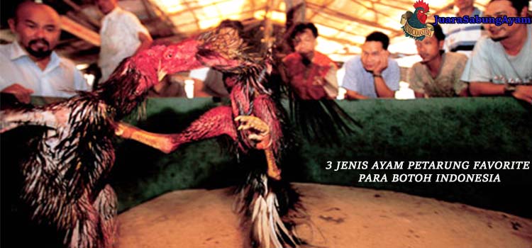 3 Jenis Ayam Petarung Favorite Para Botoh Indonesia