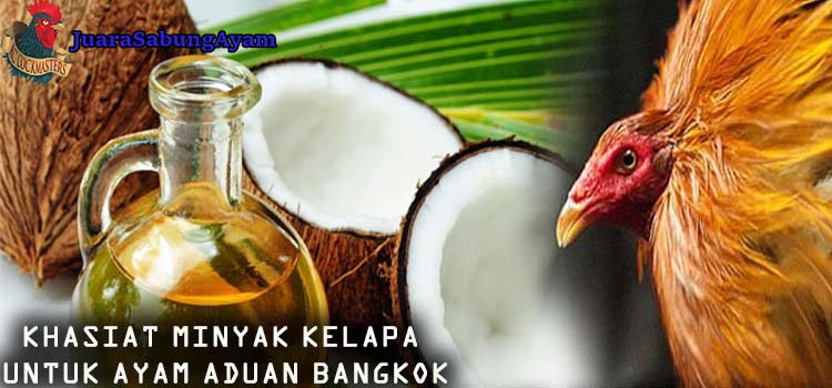 Khasiat Minyak Kelapa Untuk Ayam Aduan Bangkok