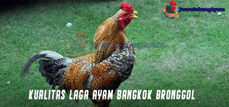 Kualitas Laga Ayam Bangkok Bronggol