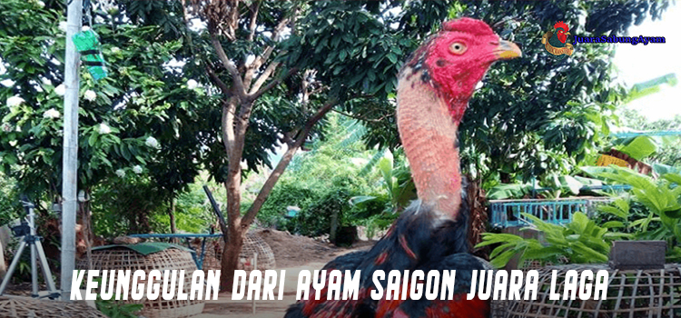 Keunggulan Dari Ayam Saigon Juara Laga