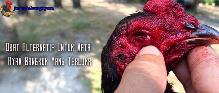 Obat Alternatif Untuk Mata Ayam Bangkok Yang Terluka