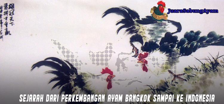Sejarah Dari Perkembangan Ayam Bangkok Sampai Ke Indonesia