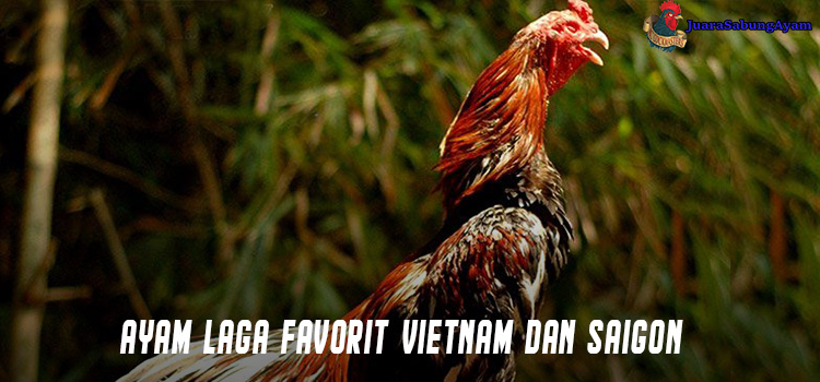 Ayam Laga Favorit Vietnam dan Saigon