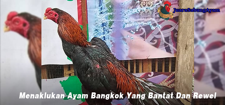 Menaklukan Ayam Bangkok Yang Bantat Dan Rewel