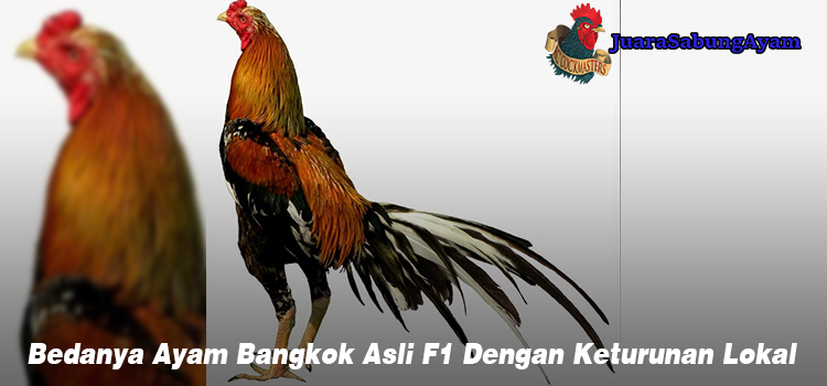 Bedanya Ayam Bangkok Asli F1 Dengan Keturunan Lokal