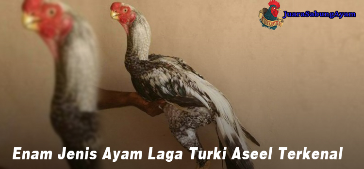 Enam Jenis Ayam Laga Turki Aseel Terkenal