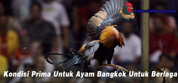 Kondisi Prima Untuk Ayam Bangkok Untuk Berlaga