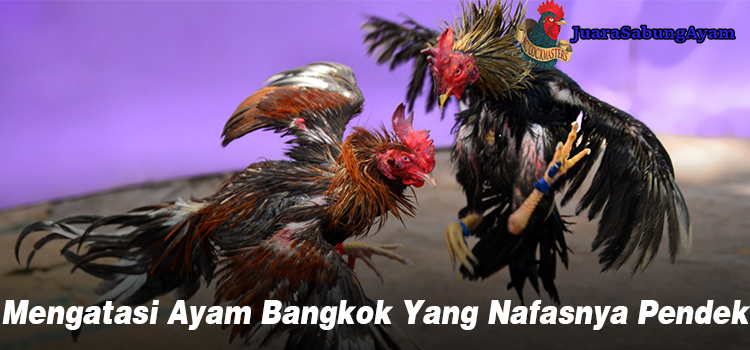 Mengatasi Ayam Bangkok Yang Nafasnya Pendek