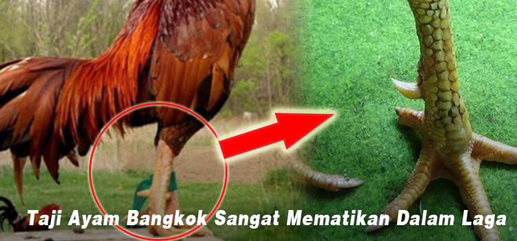 Taji Ayam Bangkok Sangat Mematikan Dalam Laga