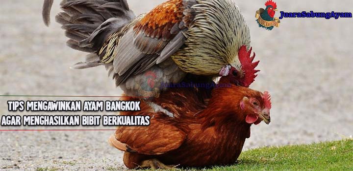 Tips Mengawinkan Ayam Bangkok Agar Menghasilkan Bibit Berkualitas