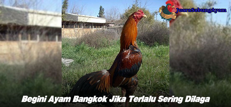 Begini Ayam Bangkok Jika Terlalu Sering Dilaga