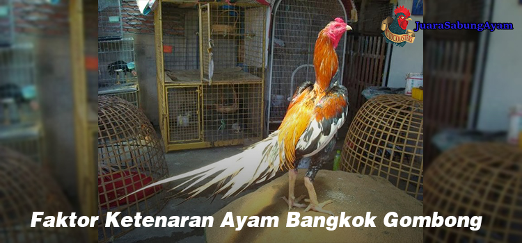 Faktor Ketenaran Ayam Bangkok Gombong