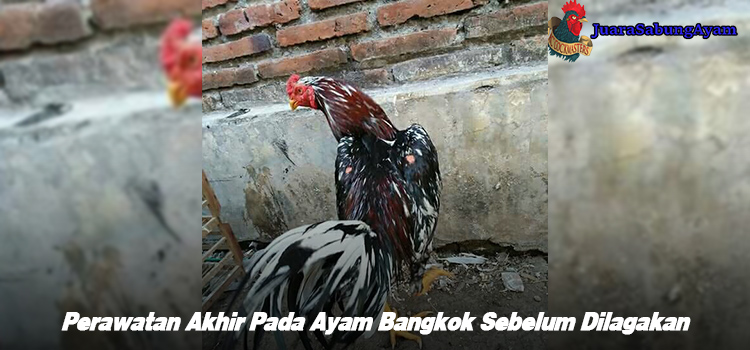 Perawatan Akhir Pada Ayam Bangkok Sebelum Dilagakan