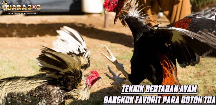 Teknik Bertahan Ayam Bangkok Favorit Para Botoh Tua