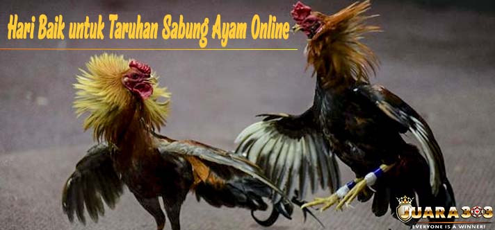Hari Baik untuk Taruhan Sabung Ayam Online